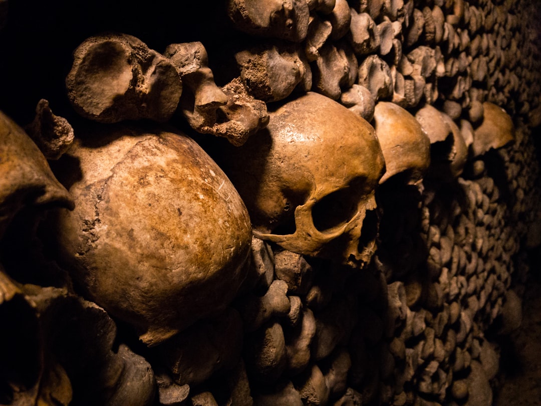 Photo fossilized bones